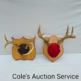Pair of whitetail deer antler mounts. See photos for details.