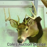 10-point whitetail deer mount in good condition.Inside spread is approximately 13 in.