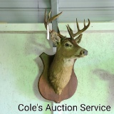 10-point whitetail deer mount. Inside spread is approximately 16 in.