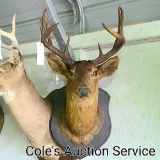 Vintage 10-point mule deer. Inside spread of approximately 16 in. See photos for details.