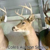 8-point whitetail deer mount with an approximate inside spread of 13 in.