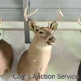 8-point whitetail deer mount with an approximate inside spread of 15 in.