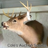 8-point whitetail deer mount with an inside spread of approximately 15 in