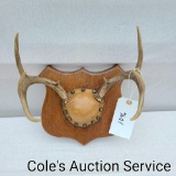 Vintage 8-point whitetail deer antler mount in great condition.