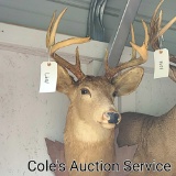 Nine-point whitetail deer mount in good condition. Inside spread measures approximately 13 in.