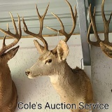 10-point mule deer mount in good condition. Approximate inside spread of 16 in.