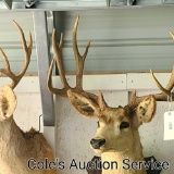 Monster Canadian 11-point mule deer mount in good condition. Approximate inside spread of 24 in..