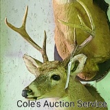 7-point whitetail deer mount with an inside spread of approximately 15 in
