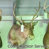 Caribou mount in good condition, see photos for details.