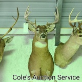 Big mature nine-point whitetail deer mount in good condition. 16 in approximate inside spread.