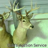8-point whitetail deer mount in good condition. Approximate inside spread of 17 in.