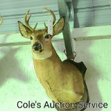 8-point whitetail deer mount. Very unique because of the huge neck but small antlers with only a 8