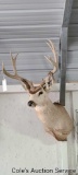 10-point mule deer in good condition. Inside spread.of approximately 21inches.