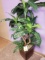 Artificial Plant