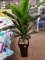 Artificial Plant