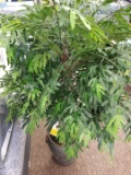 Artificial Plant 4 Ft Ming