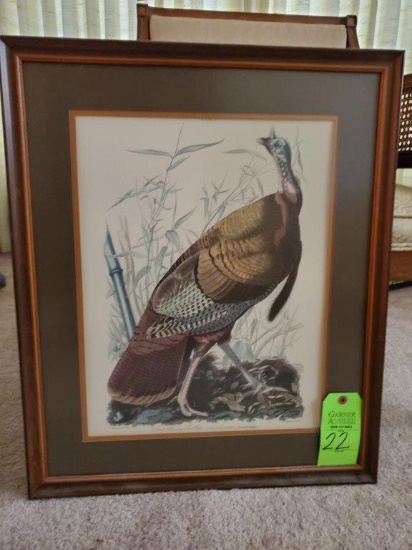 Audubon- Great American Cock Male Print
