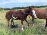 Paint Mare Named Feather- Born 2010 900+ Lbs.