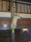 Whitetail Buck Taxidermy Mount