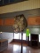 Wild Board Head Trophy Mount