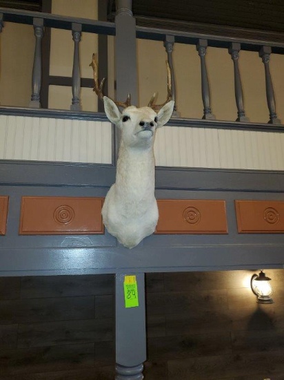 White Whitetail Buck Taxidermy Mount