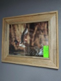 Deer Picture & Duck Picture