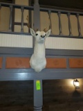 White Whitetail Buck Taxidermy Mount