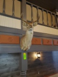 Whitetail Buck Taxidermy Mount