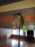Wild Board Head Trophy Mount