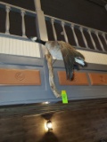 Canadian Goose Mount