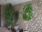 3 Huge Plants