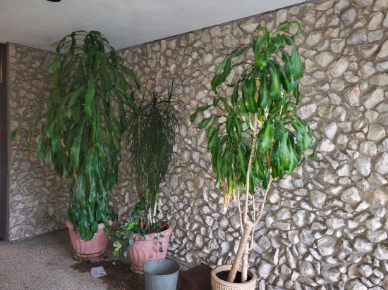 3 Huge Plants