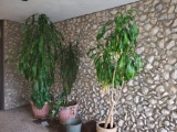 3 Huge Plants