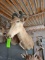 Hartebeest Taxidermy Mount