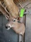 Whitetail Deer Taxidermy Mount