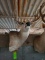 Whitetail Deer Taxidermy Mount