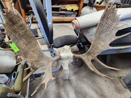 Moose Mount Faux Taxidermy