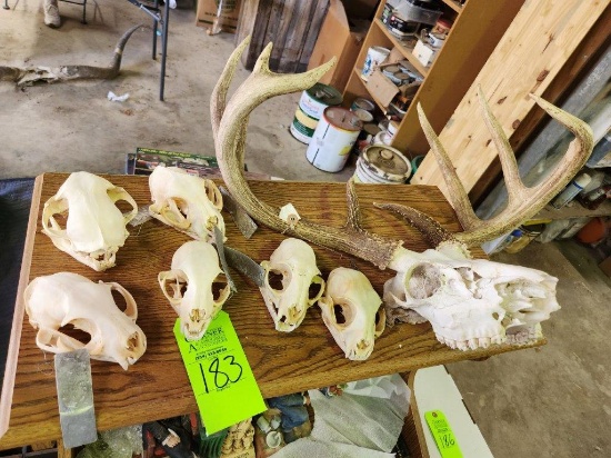 European Mount Deer Skull & Bobcat Full Taxidermy Skulls