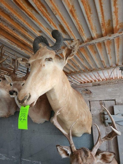 Hartebeest Taxidermy Mount
