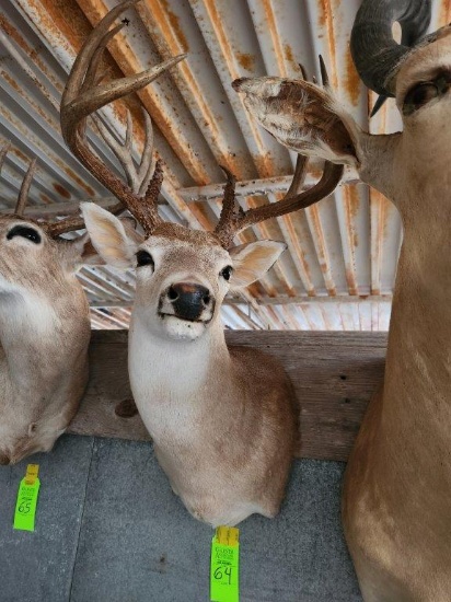 Whitetail Deer Taxidermy Mount