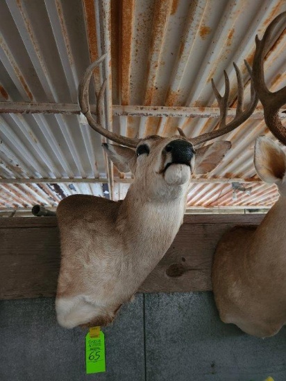 Whitetail Deer Taxidermy Mount