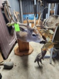 Whitetail Deer Taxidermy Mount & Crappie Mount