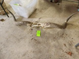 Authentic Steer Longhorns