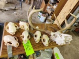 European Mount Deer Skull & Bobcat Full Taxidermy Skulls
