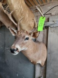 Whitetail Deer Taxidermy Mount