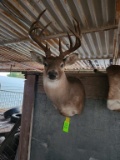 Whitetail Deer Taxidermy Mount