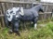 Life-Sized Horse