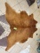 Brown Brindle Cowhide Rug