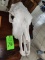 Cow Skull