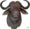 Cape Buffalo